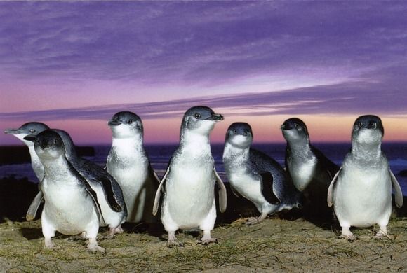 Penguin Parade Tours